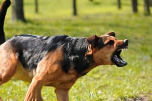 Dog Bite Lawyer